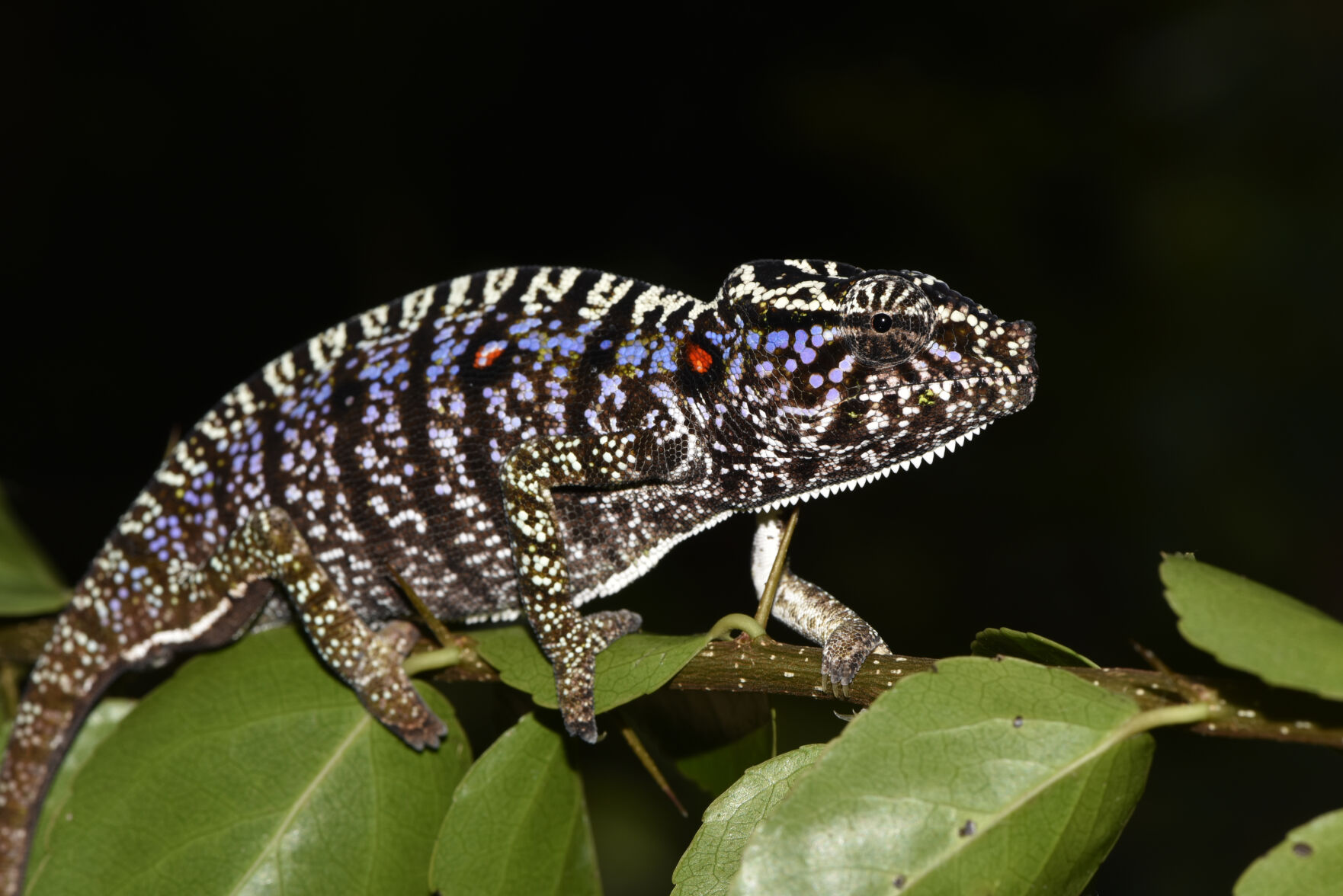 Madagascar chameleon